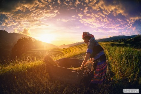 Tranh dán tường ruộng bậc thang T321-444